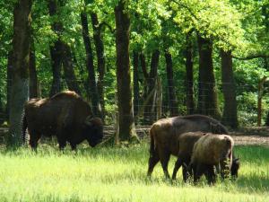 Bison d'Europe