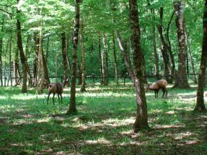 Chamois