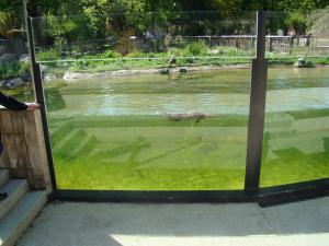 Loutre d'Europe