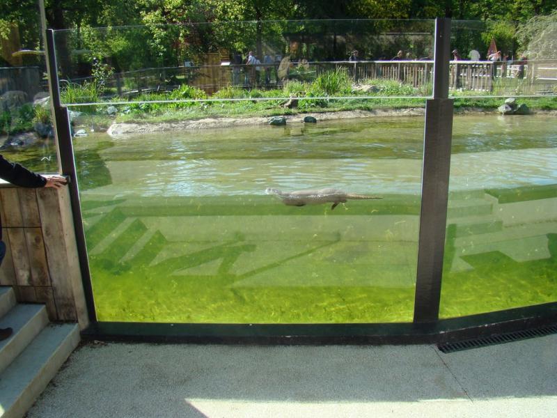 Loutre d'Europe
