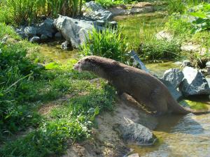 Loutre d'Europe