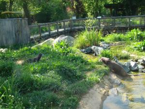 Loutre d'Europe