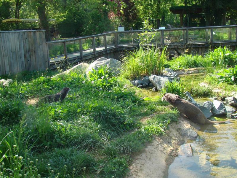 Loutre d'Europe