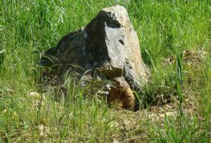 Marmotte