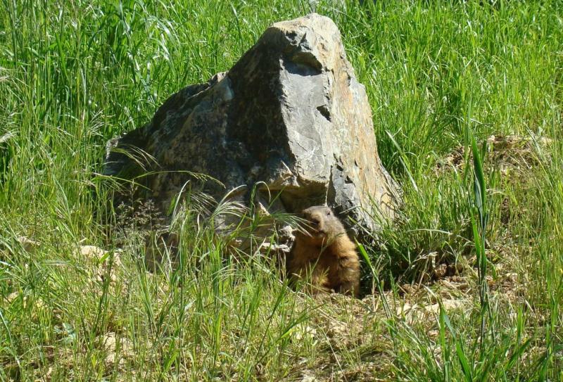 Marmotte