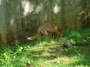 Renard