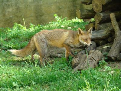 Renard - 2009