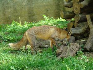 Renard