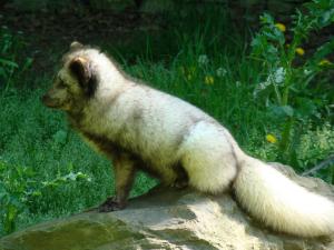 Renard polaire