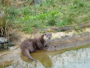 Loutre d'Europe