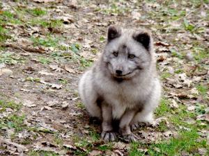 Renard polaire
