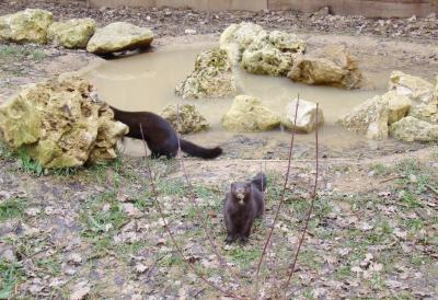 Vison d'Amérique - 2009