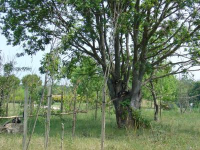 Capucin à épaules blanches - 2005
