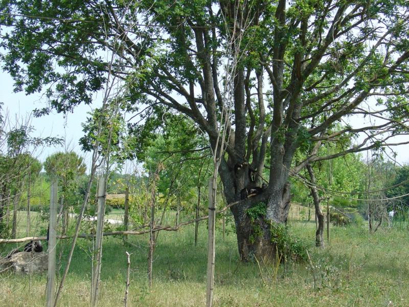 Capucin à épaules blanches