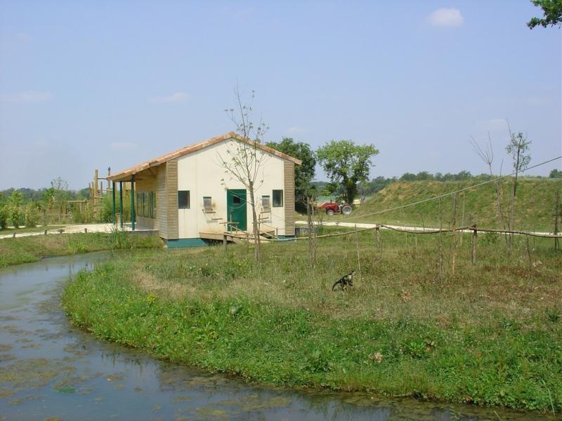 Capucin à épaules blanches