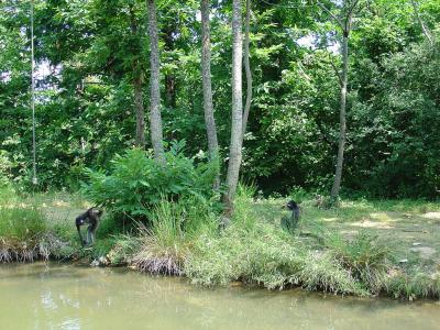 Atèle à ventre blanc - 2005