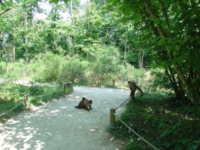 Capucin à poitrine jaune - 2005