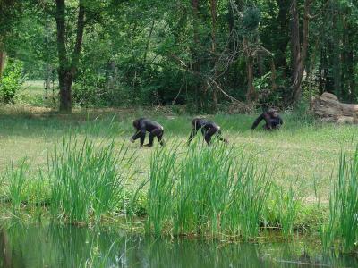 Chimpanzé - 2005