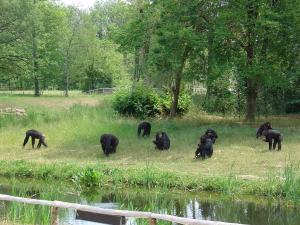 Chimpanzé