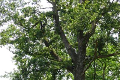 Colobe guéréza - 2005