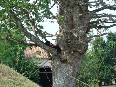 Capucin à épaules blanches - 2005