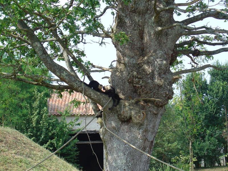Capucin à épaules blanches