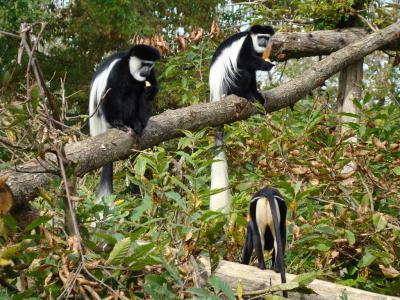 Colobe guéréza - 2005