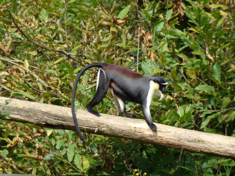 Cercopithèque Diane