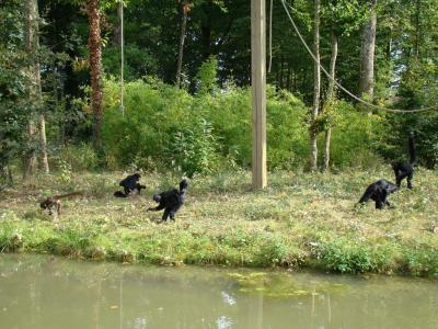 Atèle à face rouge - 2005