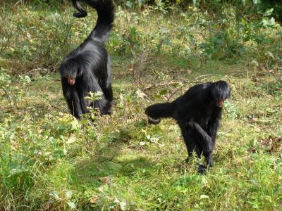 Atèle à face rouge - 2005