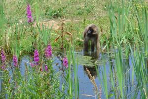 Gelada
