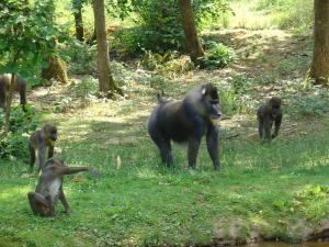 Mandrill