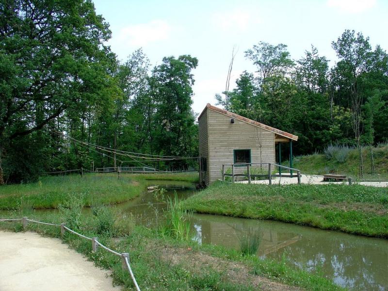 Gibbon à favoris blancs