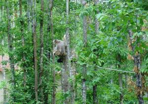 Gibbon à favoris blancs