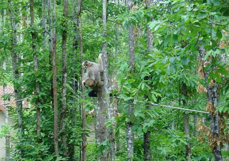 Gibbon à favoris blancs