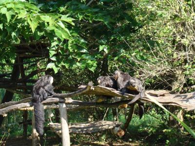 Saki à face blanche - 2005