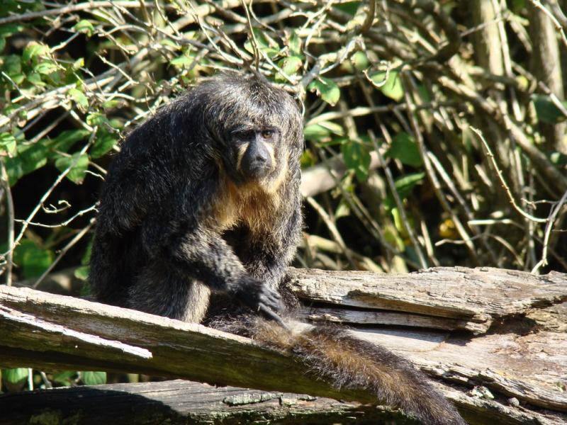 Saki à face blanche