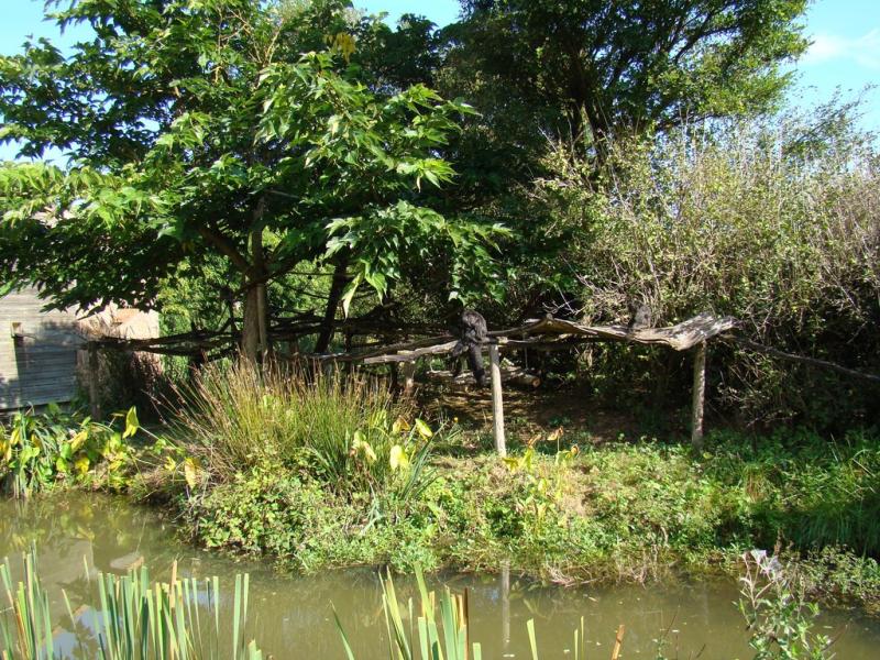 Saki à face blanche