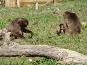 Gelada