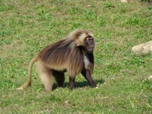 Gelada