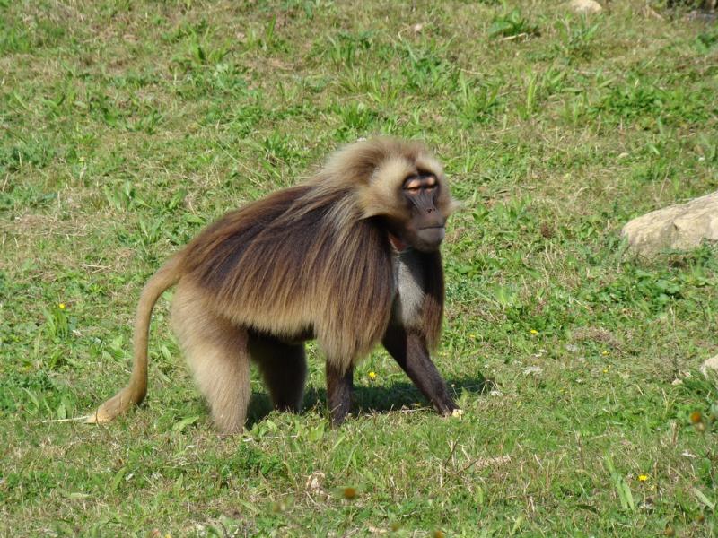 Gelada