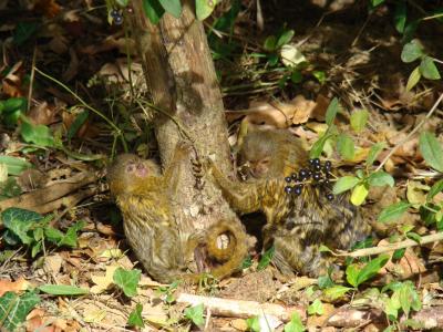 Ouistiti pygmée - 2005