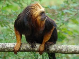 Tamarin lion à tête dorée