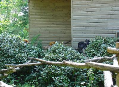 Tamarin pinché - Saki à face blanche - 2005