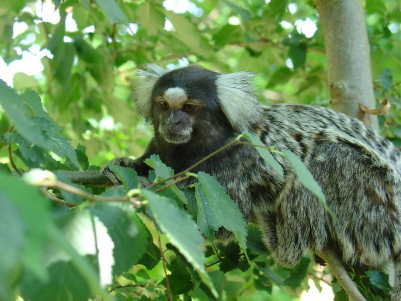 Tamarin pinché