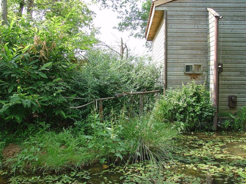 Tamarin pinché - Saki à face blanche