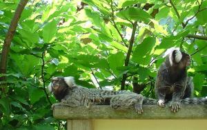 Tamarin pinché