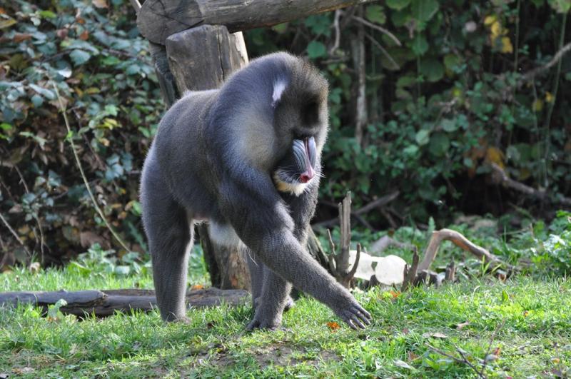 Mandrill