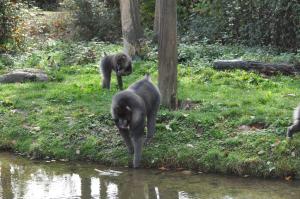 Mandrill