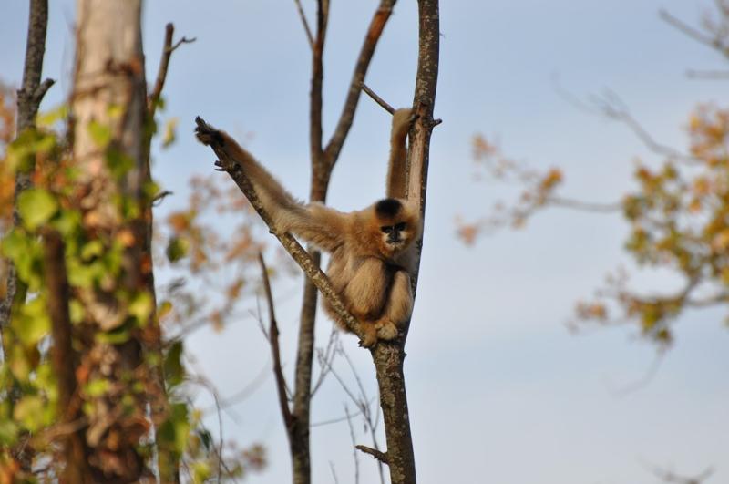 Gibbon à favoris blancs